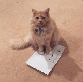 The pet I’ll never&nbsp;forget