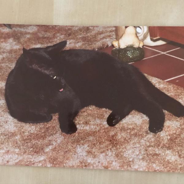 Pictures of three of the cats mentioned, Chief Brody, Branston and Sooty.